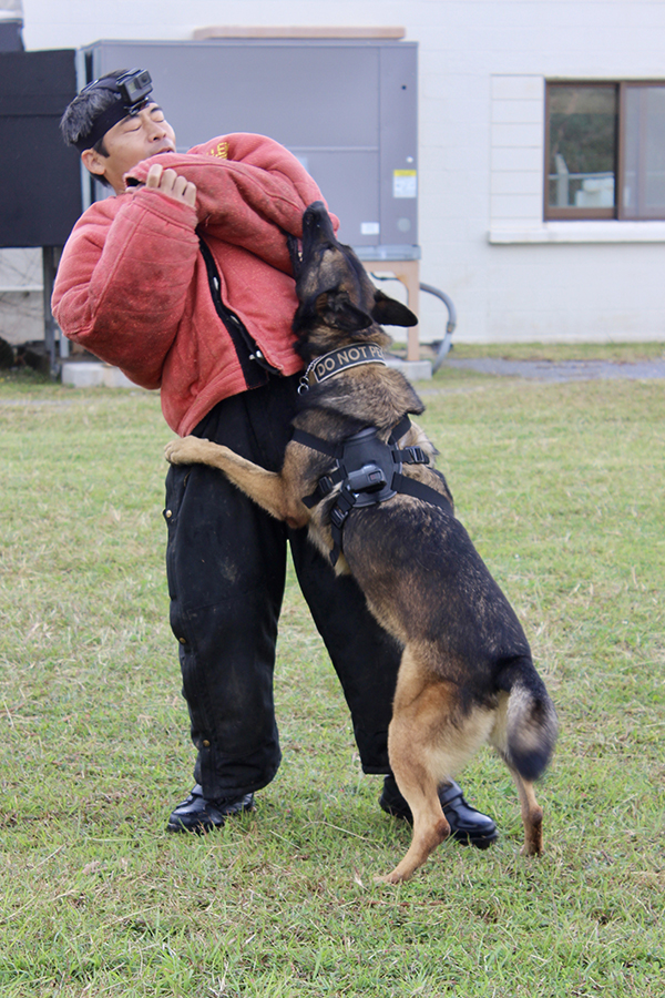 11212018 Dog Training.jpg