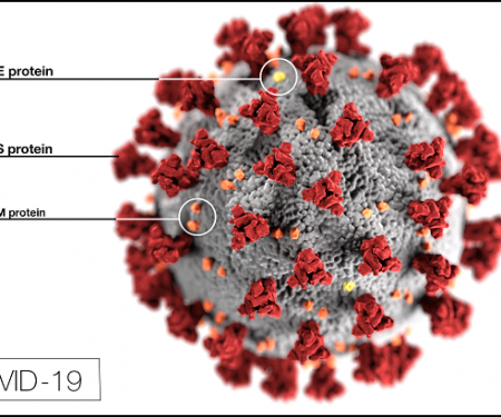 coronavirus morphology
