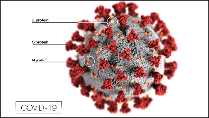 coronavirus morphology