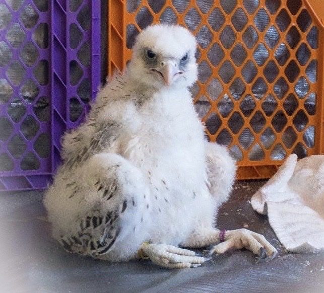 USAFA Falcon