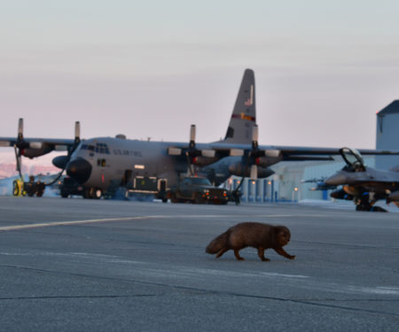 Arctic fox scurries across the flight line at Thule Air Base, Greenland during North American Aerospace Defense Command’s Arctic air defense exercise, Amalgam Dart 21-2, March 22, 2021. The exercise, held March 20-26, provides NORAD the opportunity to hone homeland defense skills as Canadian, U.S., and NATO forces operate together in the Arctic. U.S. Air National Guard photo by 2nd Lt. Crystal Kirchner.