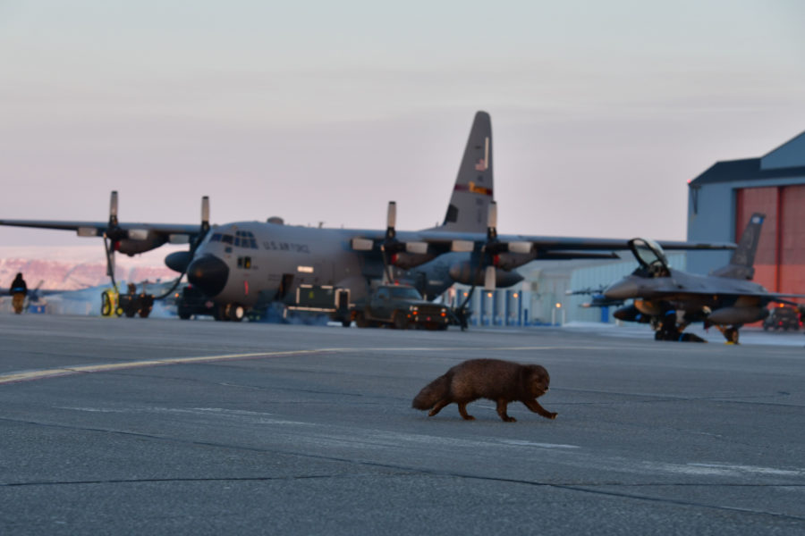 Arctic fox scurries across the flight line at Thule Air Base, Greenland during North American Aerospace Defense Command’s Arctic air defense exercise, Amalgam Dart 21-2, March 22, 2021. The exercise, held March 20-26, provides NORAD the opportunity to hone homeland defense skills as Canadian, U.S., and NATO forces operate together in the Arctic. U.S. Air National Guard photo by 2nd Lt. Crystal Kirchner.