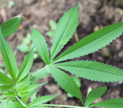 air force marijuana
