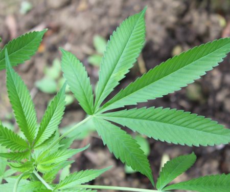 air force marijuana