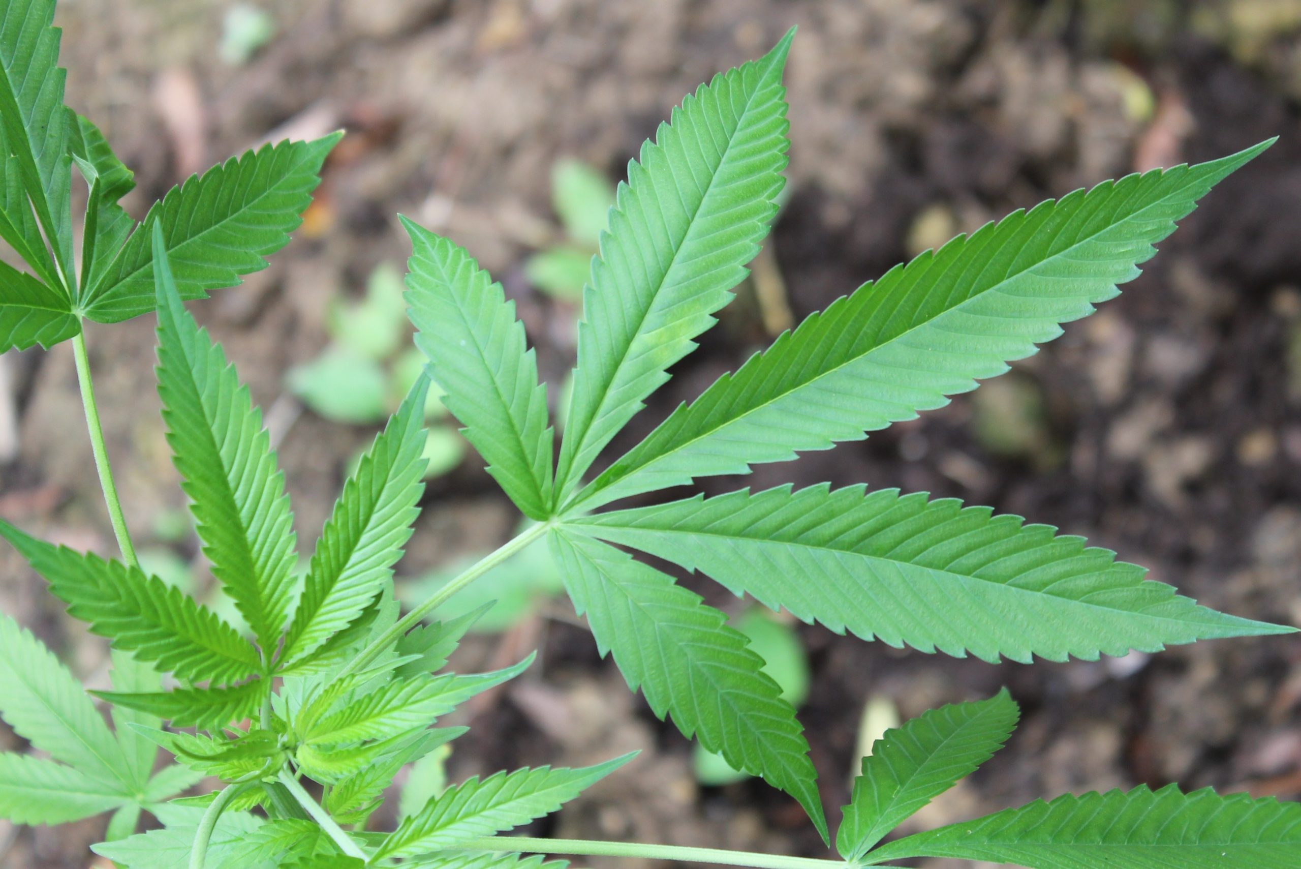 Looser Marijuana Rules Added to House Panel’s NDAA—But No Changes to Vaccine Mandate